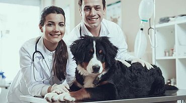Niedriger Kalziumspiegel im Blut bei Hunden