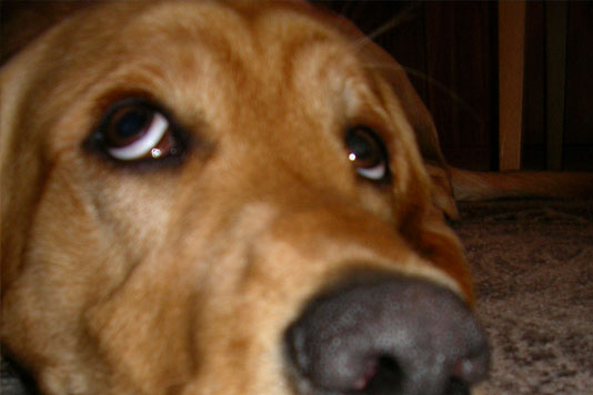 eye diseases in dogs eye diseases eye diseases in dogs eye diseases