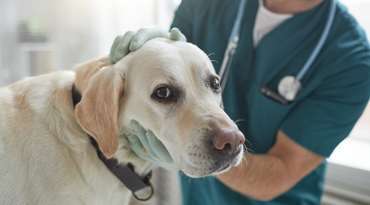 Arthritis mehrerer Gelenke bei Hunden
