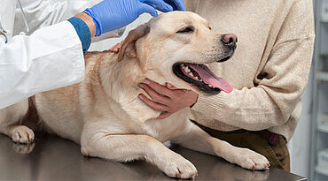 Was verursacht Durchfall bei Hunden?