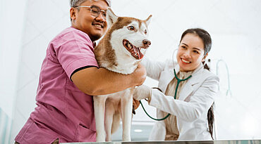Abnormaler Urinabfluss aufgrund einer Harnblasenfunktionsstörung bei Hunden