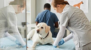 Antibiotikaresistente Infektionen bei Hunden