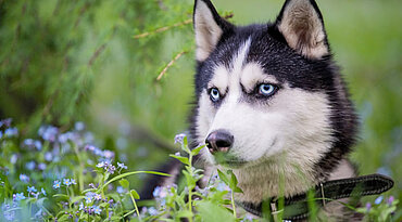 5 Arten von Augenausfluss bei Hunden (und was sie bedeuten)