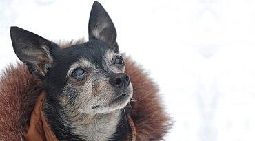 Chihuahua im Winter