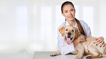 HWI bei Hunden (Harnwegsinfektionen bei Hunden)