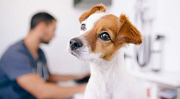 Nasenbluten bei Hunden