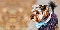 Entzündliche ZNS-Erkrankungen bei Hunden