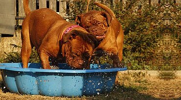 Sicherheitstipps für Hunde im Sommer, um der Hitze zu trotzen