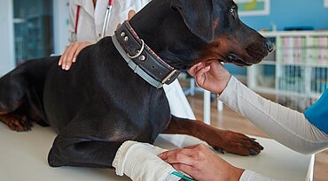 Hirnstörung aufgrund einer Lebererkrankung bei Hunden