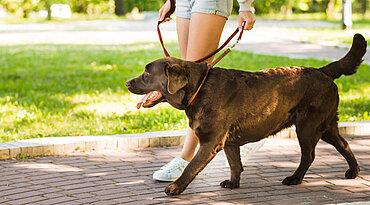 Warum Hunde eine Routine für ihre Spaziergänge brauchen