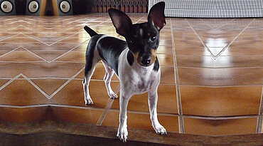 Brasilianischer Terrier