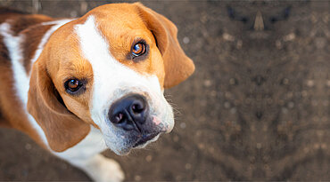 Was ist ein Glaukom bei Hunden?