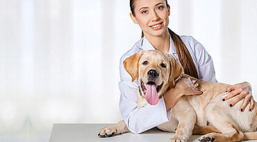 Leitfaden für die Gesundheit der Hundevagina