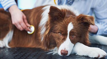 Leberentzündung (granulomatös) bei Hunden