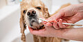Wie man die Zähne eines Hundes reinigt: Werkzeuge und Tipps