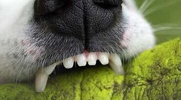 Wie viele Zähne hat ein erwachsener Hund?