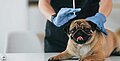 Erkrankungen der unteren Harnwege bei Hunden - Was Sie wissen sollten