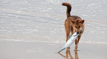 Hundefutter mit Meeresfrüchten
