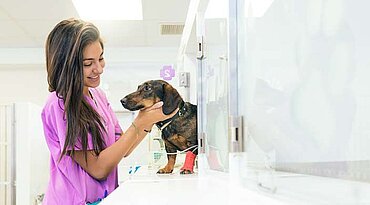 Degenerative Hauterkrankung (nekrolytische Dermatitis) bei Hunden
