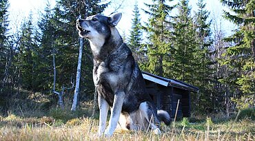 Jämthund - Schwedischer Elchhund