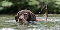 Wie Sie Ihrem Hund das Schwimmen beibringen