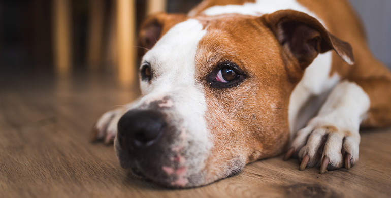 Augenentzündungen bei Hunden