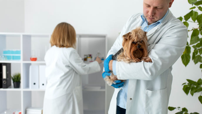 Anämie aufgrund einer chronischen Nierenerkrankung bei Hunden