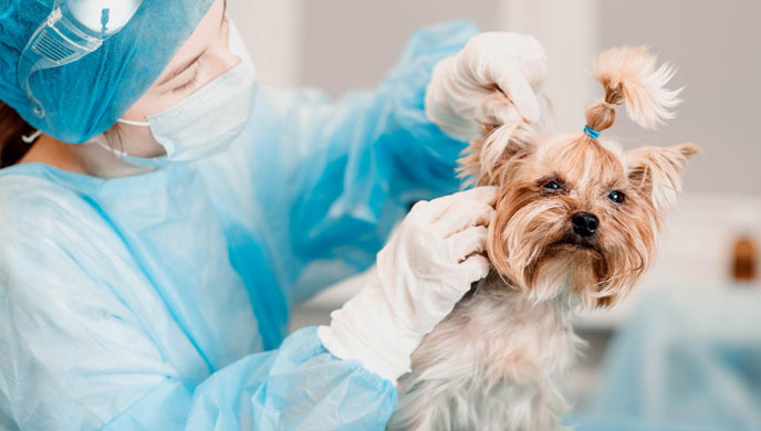 Nierenversagen und überschüssiger Harnstoff im Urin bei Hunden