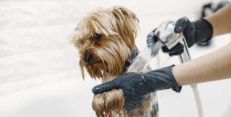 Wie oft sollten Sie Ihren Hund baden?