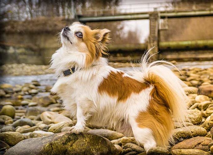 Chihuahua 