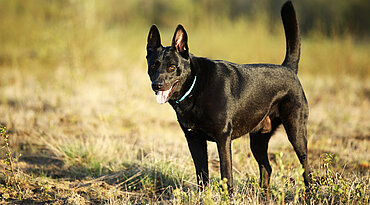 Holländischer Schäferhund - Rasseportrait