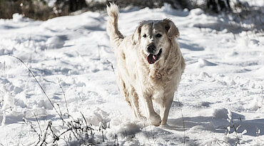 Hunde im Winter: Wann ist es zu kalt für mein Hund