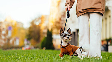 Gehirn- und Rückenmarksentzündung bei Hunden