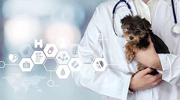 Leberentzündung (eitrige) bei Hunden
