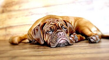 Mastiff