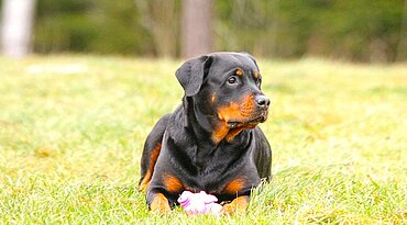 Rottweiler