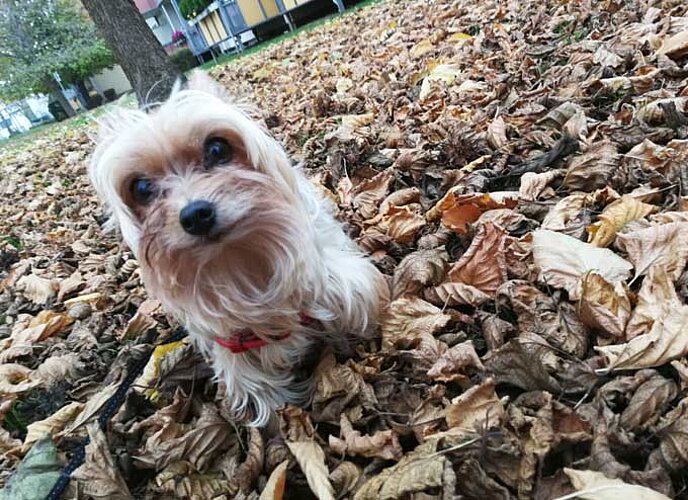 Yorkshire Terrier