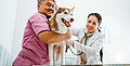Abnormaler Urinabfluss aufgrund einer Harnblasenfunktionsstörung bei Hunden
