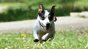 Hochläufige Terrier