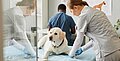 Antibiotikaresistente Infektionen bei Hunden