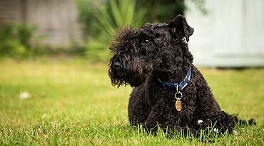 Kerry Blue Terrier