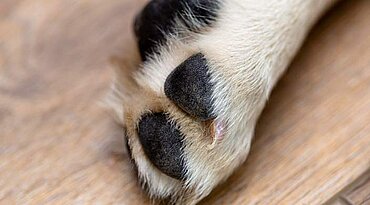 Hund kratzt und leckt ständig die Pfoten