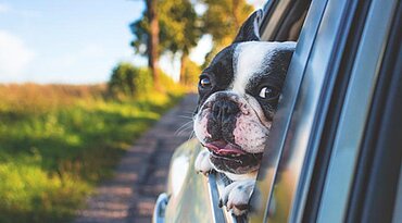 Autofahrten mit dem Hund richtig planen