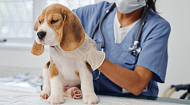 Antikörper, die Blutzellen bei niedrigeren Temperaturen bei Hunden angreifen