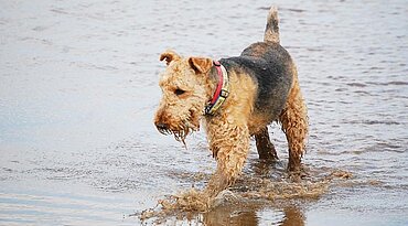 Airedale Terrier