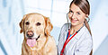 Arterienentzündungen bei Hunden