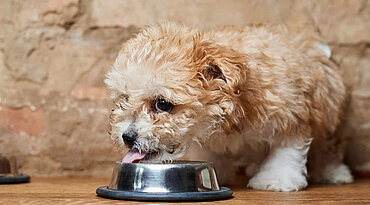 Was ist gesund für den Hund?