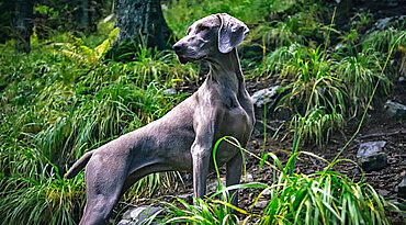 Weimaraner