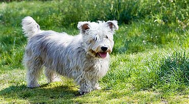 Irish Glen of Imaal Terrier