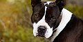 Trockenes-Auge-Syndrom bei Hunden